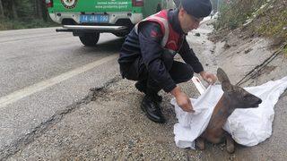 Bolu'da otomobilin çarptığı karaca tedaviye alındı
