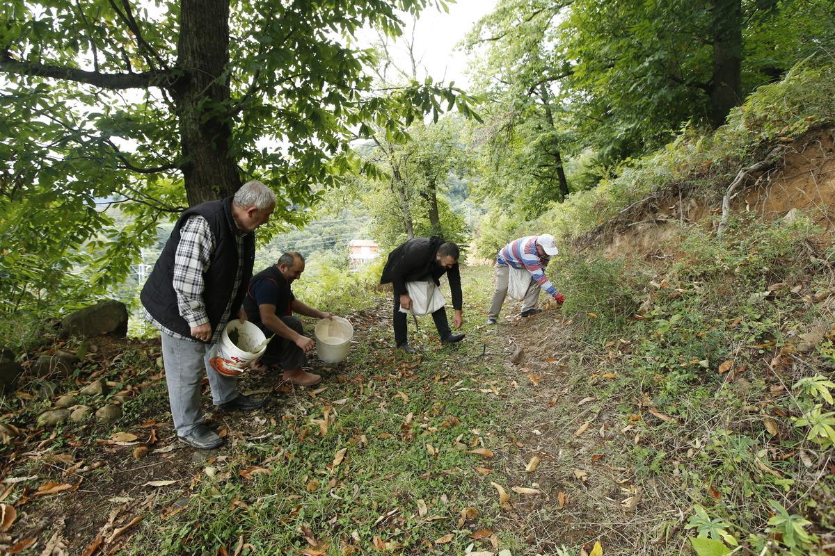 Samsun'da Nebiyan kestanesinde hasat mesaisi başladı