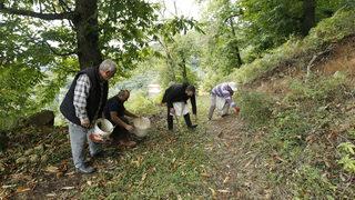 Samsun'da Nebiyan kestanesinde hasat mesaisi başladı
