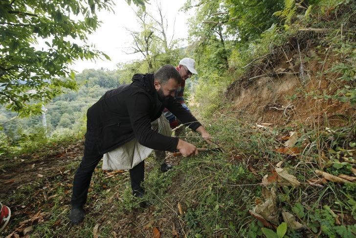 Samsun'da Nebiyan kestanesinde hasat mesaisi başladı G2
