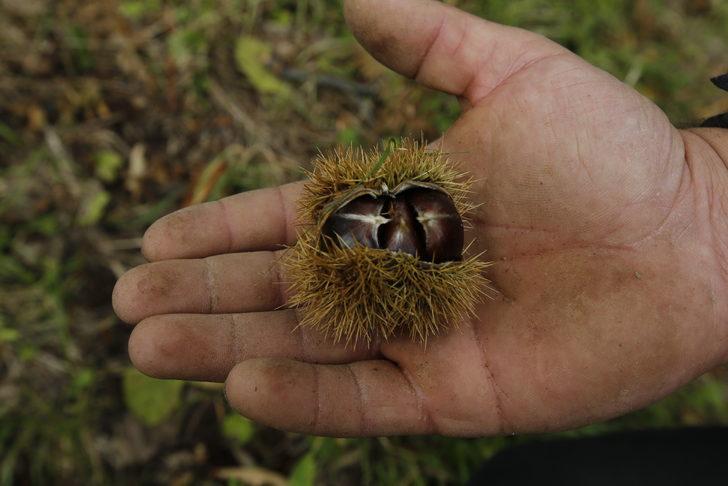 Samsun'da Nebiyan kestanesinde hasat mesaisi başladı G4
