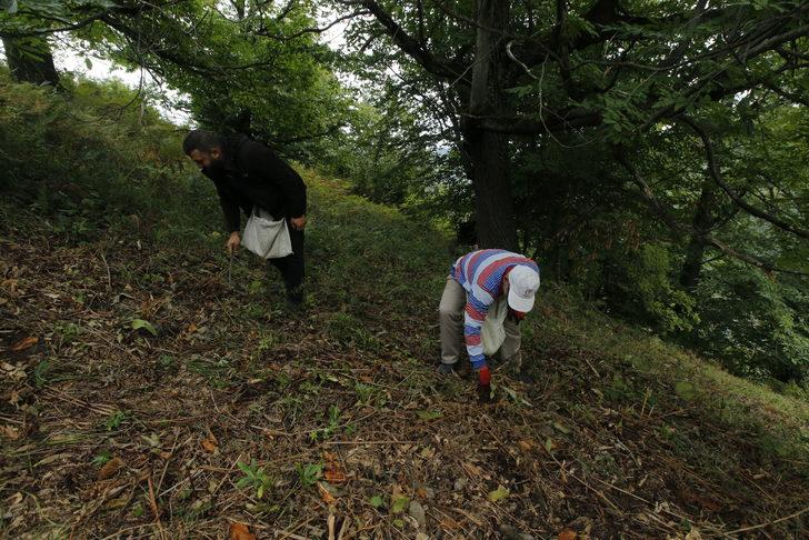 Samsun'da Nebiyan kestanesinde hasat mesaisi başladı G5