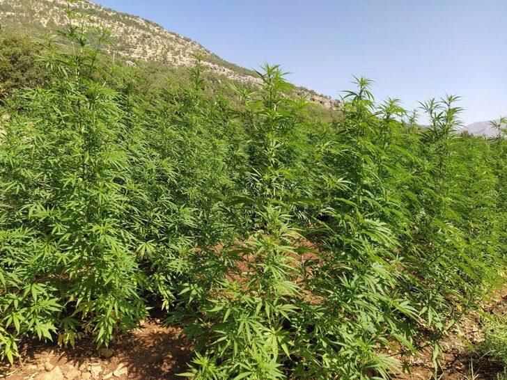 Diyarbakır'daki narkoterör operasyonlarında 520 kilogram toz ve kubar esrar ele geçirildi G3