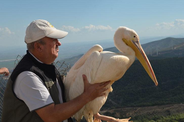 Hatay'da tedavileri tamamlanan kuşlar doğaya salındı G4