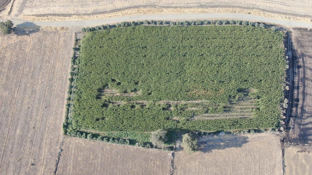 Gaziantep'te 238 kilogram esrar ele ge&ccedil;irildi