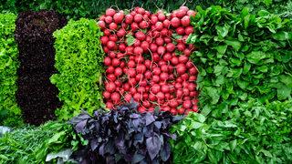 Ekim ayında hangi sebze ve meyveler yenir?