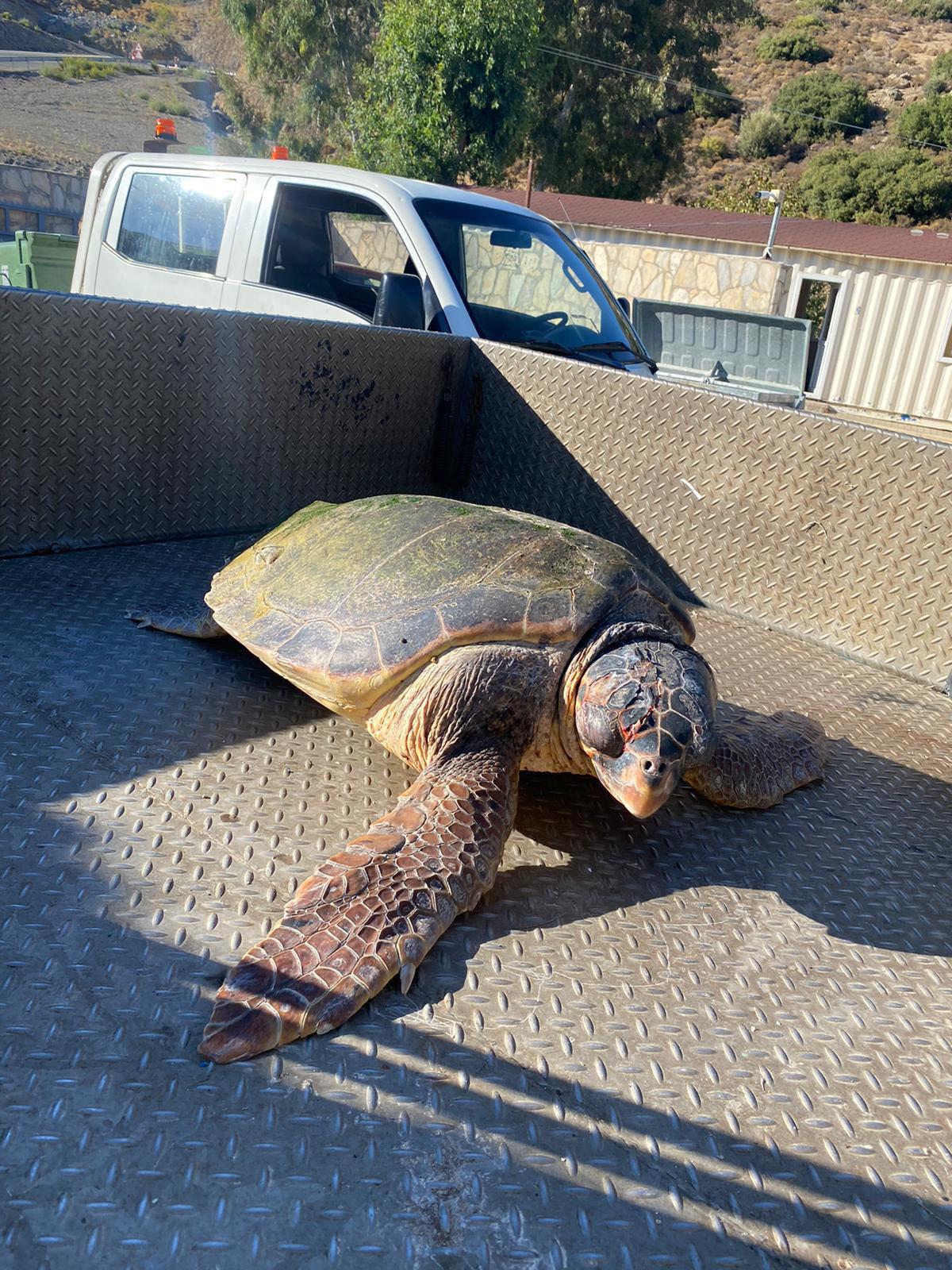 İzmir'de yaralı bulunan caretta caretta tedavi altına alındı