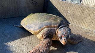 İzmir'de yaralı bulunan caretta caretta tedavi altına alındı