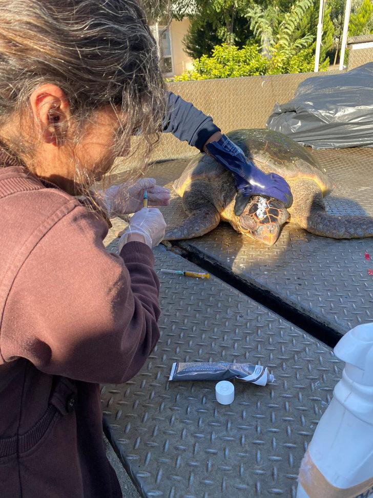İzmir'de yaralı bulunan caretta caretta tedavi altına alındı G2