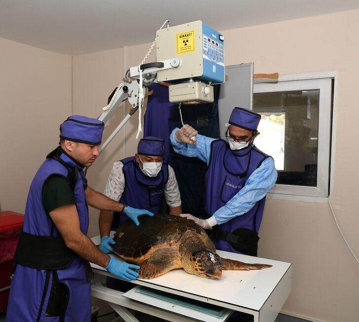 İzmir'de yaralı bulunan caretta caretta tedavi altına alındı G3
