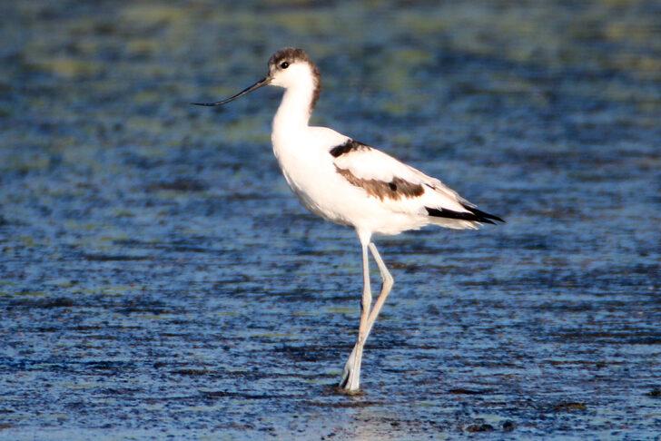 Iğdır'da mola veren kılıçgaga kuşunun beslenme anı kamerada G1