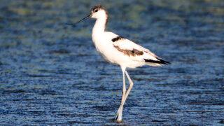 Iğdır'da mola veren kılıçgaga kuşunun beslenme anı kamerada