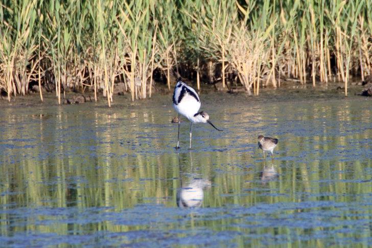 Iğdır'da mola veren kılıçgaga kuşunun beslenme anı kamerada G2