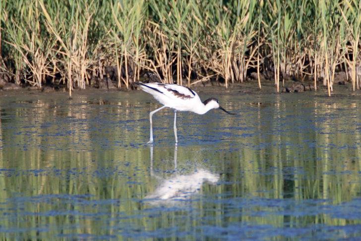 Iğdır'da mola veren kılıçgaga kuşunun beslenme anı kamerada G3