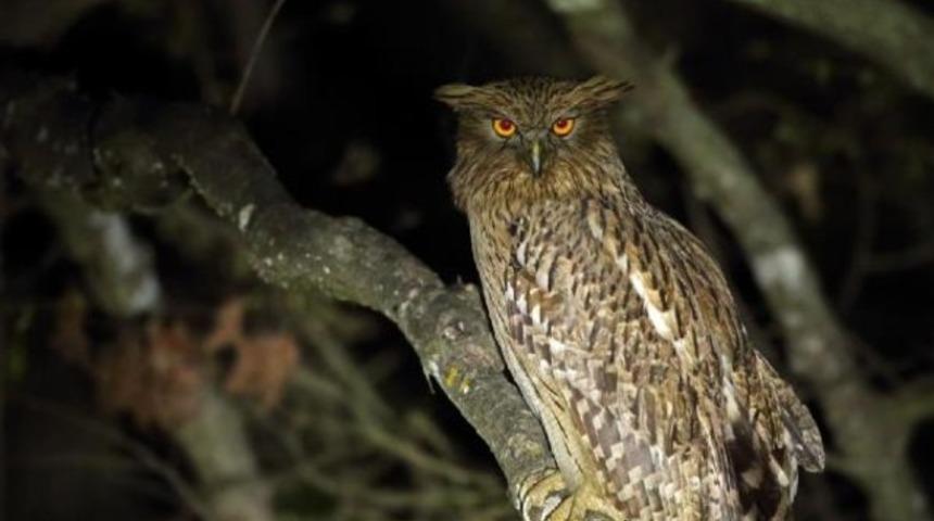 Balık baykuşu, Mersin'de fotoğraflandı