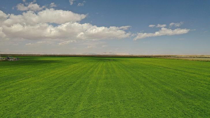 Konya'da arıtma çamuru organik gübre oluyor G3