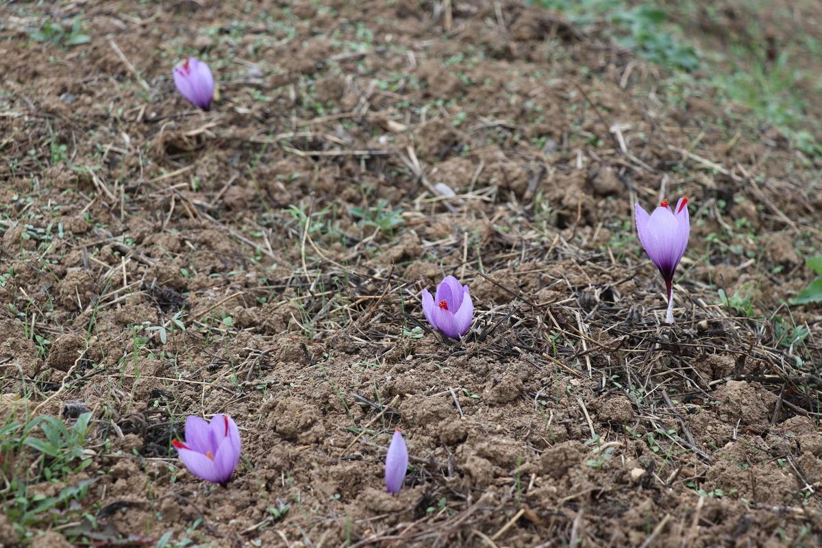 &Ccedil;i&ccedil;ekleri a&ccedil;an safranda hasat başladı