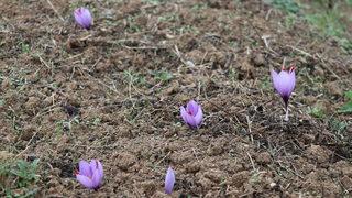 Çiçekleri açan safranda hasat başladı