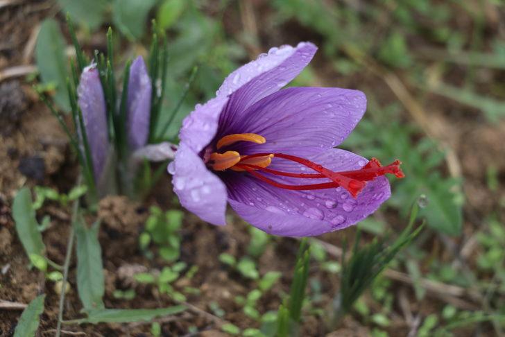 Çiçekleri açan safranda hasat başladı G2