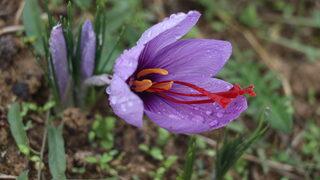 Mor altın 'safran' hasadı başladı! Kilosu 100 bin TL