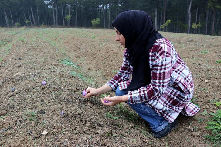 Çiçekleri açan safranda hasat başladı G3