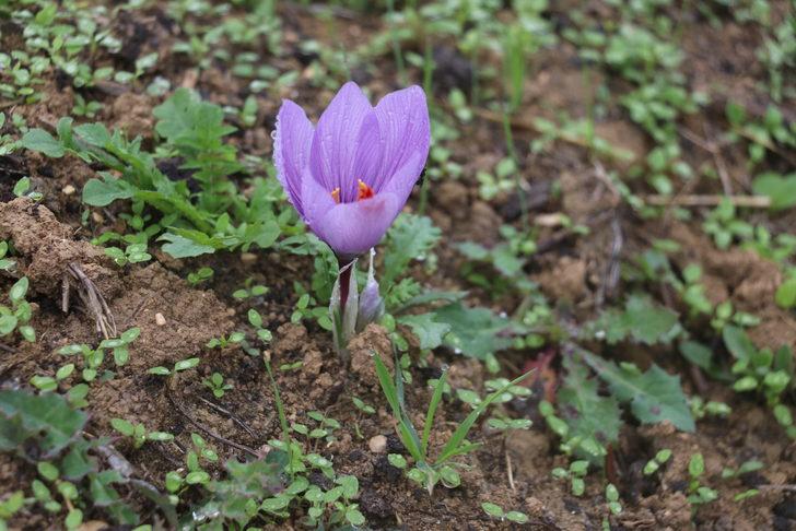 Çiçekleri açan safranda hasat başladı G4