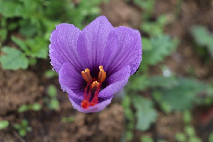 Çiçekleri açan safranda hasat başladı G5