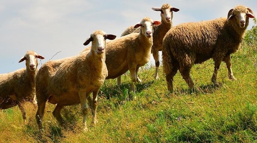 Kızını dolandırdı, emanet bıraktığı hayvanları sattı