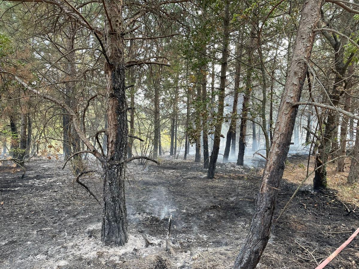 Kırklareli'nde &ccedil;ıkan orman yangını s&ouml;nd&uuml;r&uuml;ld&uuml;