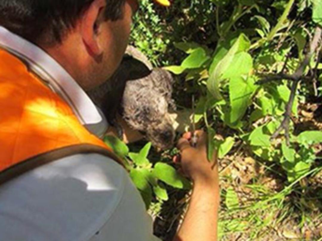 Hatay'da 'siyah elmas' bulundu
