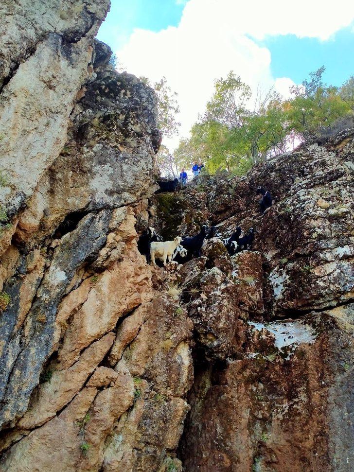 Konya'da dik kayalıklarda mahsur kalan keçileri AFAD'ın özel dağcı ekibi kurtardı G2