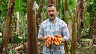 Türkiye’de ilk!  Tropik bölgelerde bile ender olarak yetişen kırmızı muzun hasadı yapıldı