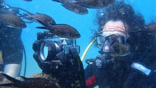 Türkiye'de ilk kez görüldü! Zehirli dikenli çizgili kedi balığı Kızıldeniz'den Akdeniz'e yerleşti
