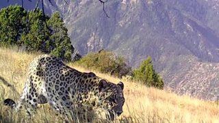 Bakanlık görüntüleri paylaştı! Nesli tehlike altındaki Anadolu leoparı fotokapanda