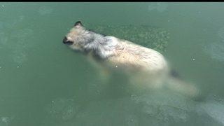 Van'da suya düşen köpek donarak öldü