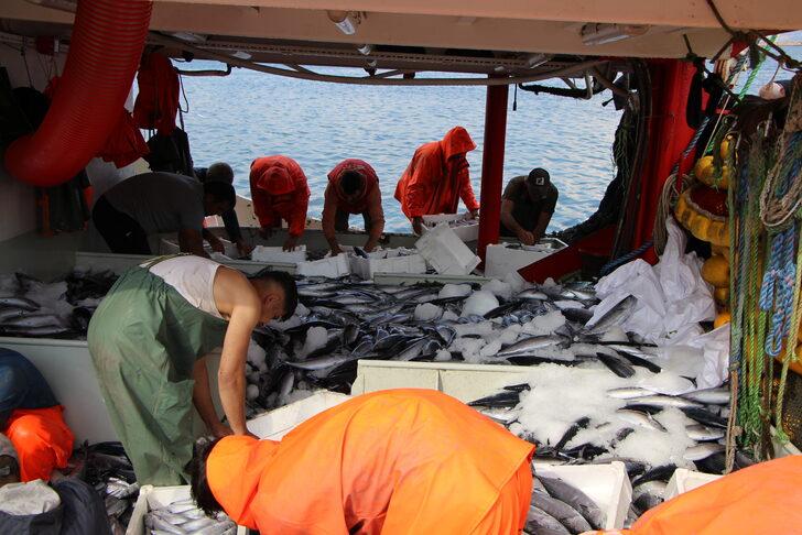 Bandırma Körfezi'nde palamut bolluğu sürüyor G1