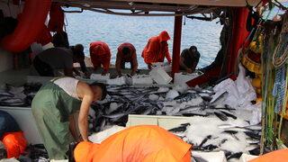 Bandırma Körfezi'nde palamut bolluğu sürüyor