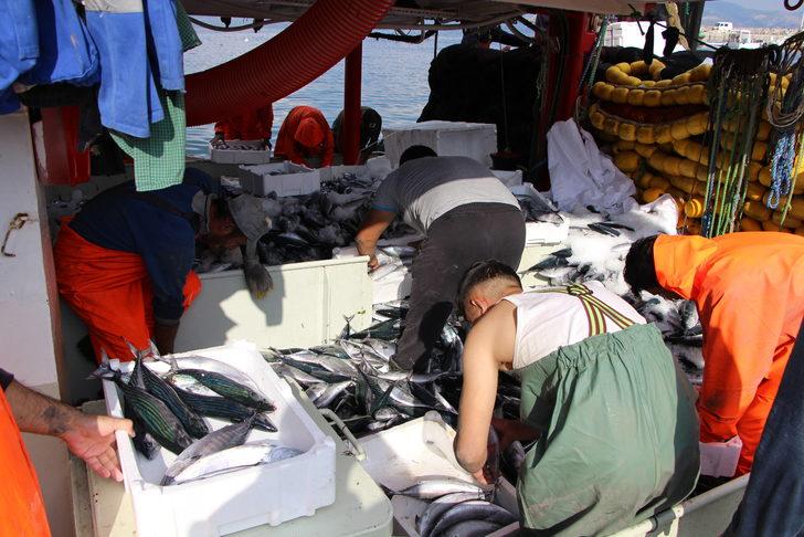 Bandırma Körfezi'nde palamut bolluğu sürüyor G5