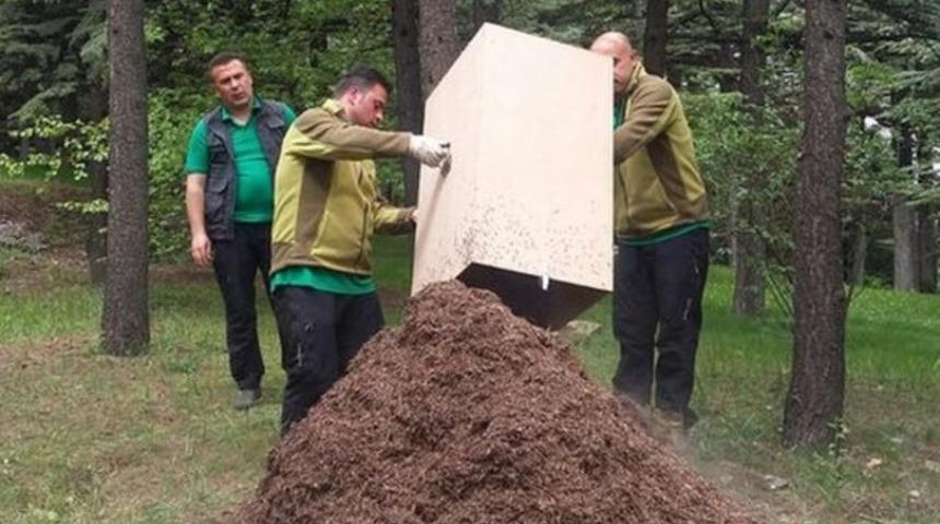 1960'dan beri yok edilemiyor... &Ccedil;ankaya K&ouml;şk&uuml;'nde b&ouml;cek istilası!
