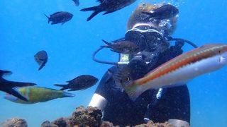 Mersin'de lesepsiyen balık türlerinin incelenmesi için keşif dalışı yapıldı