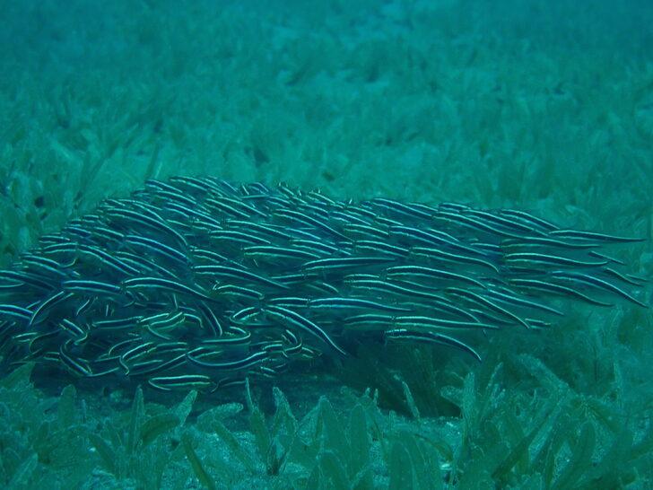 Mersin'de lesepsiyen balık türlerinin incelenmesi için keşif dalışı yapıldı G4
