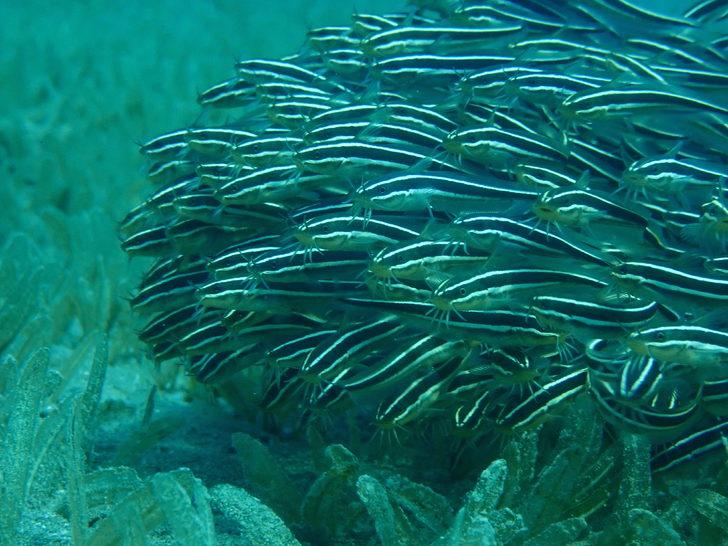 Mersin'de lesepsiyen balık türlerinin incelenmesi için keşif dalışı yapıldı G5