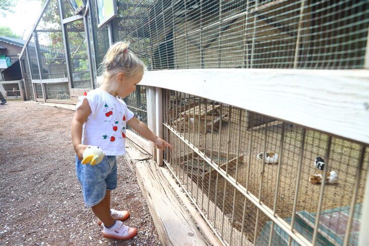 Antalya Doğal Yaşam Parkı'nı yıl başından bu yana yaklaşık 500 bin kişi ziyaret etti G1