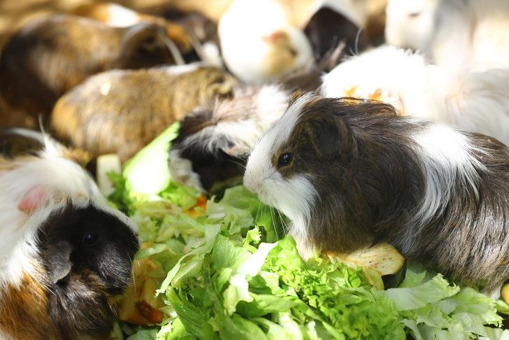 Antalya Doğal Yaşam Parkı'nı yıl başından bu yana yaklaşık 500 bin kişi ziyaret etti G3