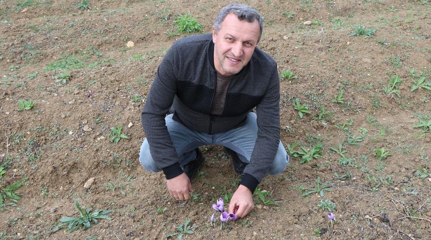 Kilosu 100 bin TL... Mutluluk iksiri safranda hasat başladı
