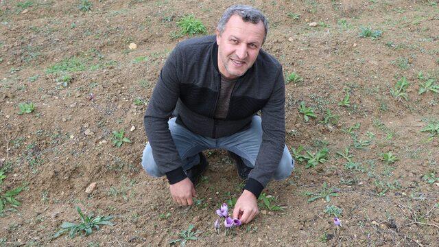 Kilosu 100 bin TL... Mutluluk iksiri safranda hasat başladı