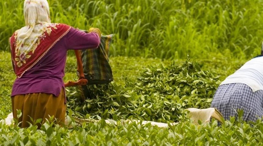 İş-Kur işçi alımına başladı, ÇAYKUR'a 3 bin 500 işçi alınacak