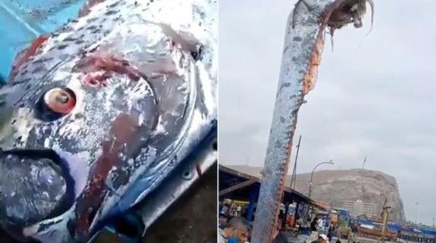 ‘Felaket habercisi’ denilmişti! Aylar sonra ikinci kez ortaya çıkan dev balık büyük paniğe neden oldu