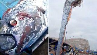 ‘Felaket habercisi’ denilmişti! Aylar sonra ikinci kez ortaya çıkan dev balık büyük paniğe neden oldu