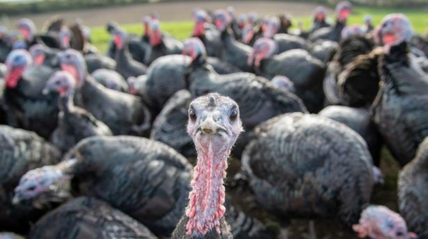 Kalça kemiği ve parmakları kırıldı! Saldırganlar hindi sürüsü çıktı... Ölüm cezasına çarptırıldılar